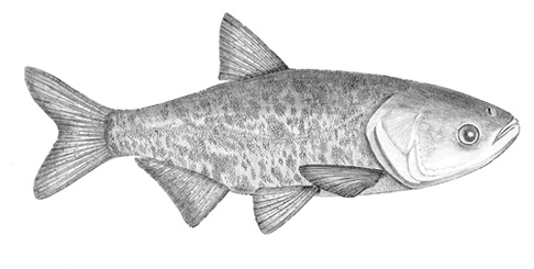 Hypophthalmichthys nobilis (Bighead carp)